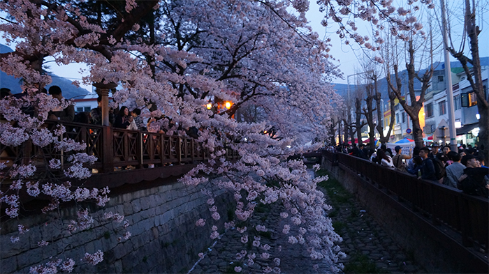 170321_cherry blossom8_in.jpg